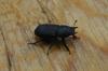 Dorcus parallelipipedus